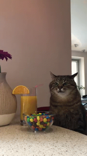 Sad Cat at Disco Party with M&M's