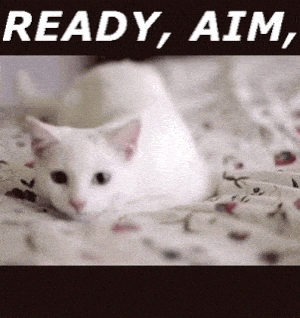 Funny Cat: Ready, Aim, Fire!