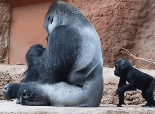 Baby Gorilla Playfully Punches Adult