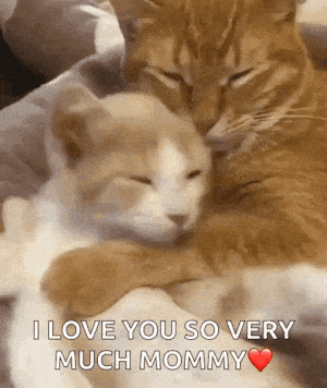 Sweet Cats Hugging: I Love You Mommy