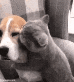 Cat Hugs Dog: I Love You