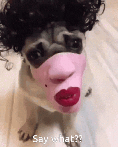 Confused Pug in 'Say What' Mask