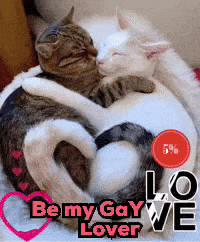 Babe I Love You: Cats Hugging with Gay Lover Text