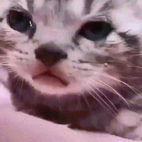 Cats Kitten