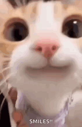 Smiling Cat Close-Up