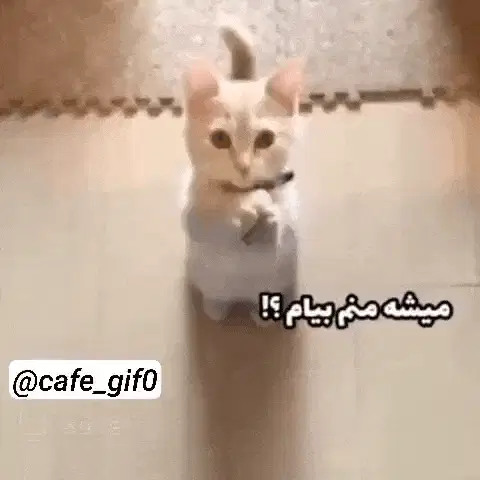 قول میدی؟