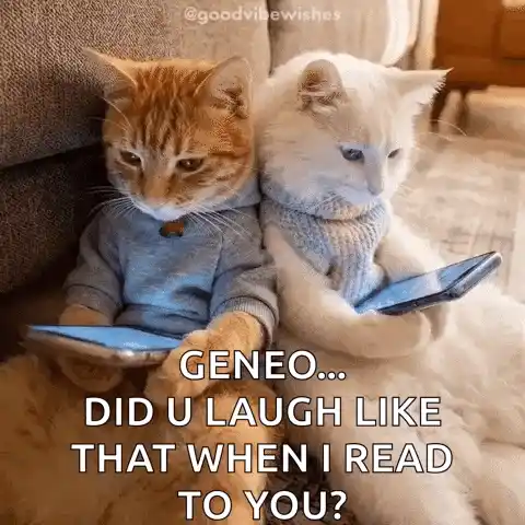 Laughing Cats