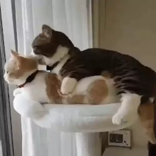 Affectionate Cats Cuddling and Licking