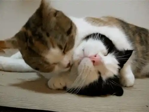 Cats Licking Each Other