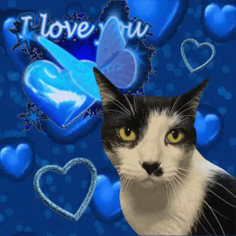 Love Cat