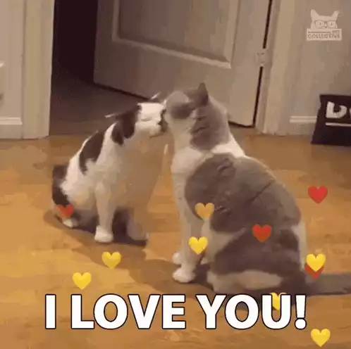 Cats Kissing: I Love You!