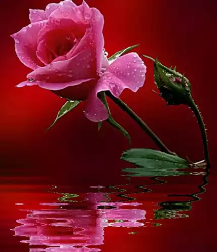 Pink Rose Reflection - Love You