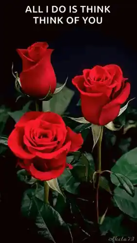 Love Sorry