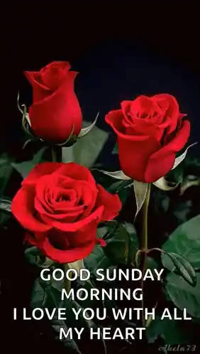 Love Sorry