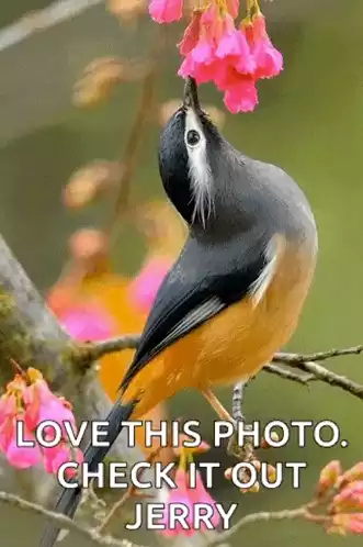 Beautiful Birds: Love This Photo, Jerry