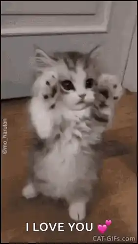 Cute Kitten Says 'I Love You'