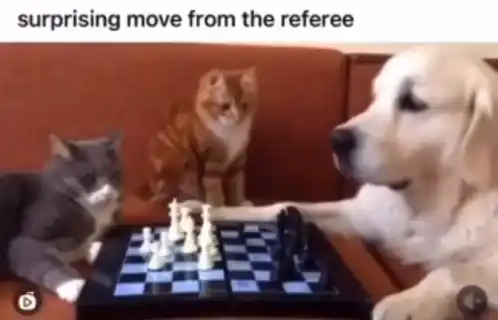 Lyxocx, Lux & Cats Play Chess