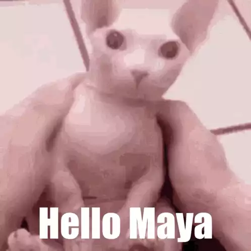 Maya Jordyn: Hello Maya Cat