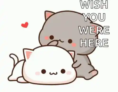 Cute Cats Cuddle with 'Wish You Were Here' Message