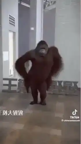Funny Orangutan Dance Moves
