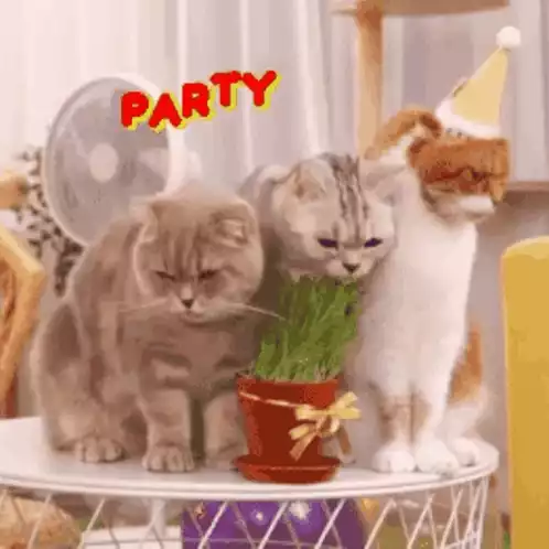 Party Cats Celebrate Birthday