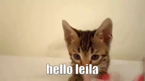 Philzapussy: Cute Kitten Says Hello Leila