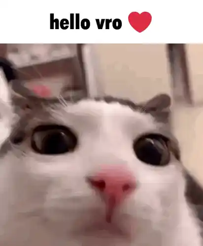Hello Vro! Crunchycat Luna Close-Up