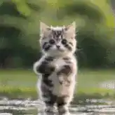 Povjisoo Cat Tiktok Dancing