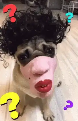 Pug in Wig and Mask: Que What?
