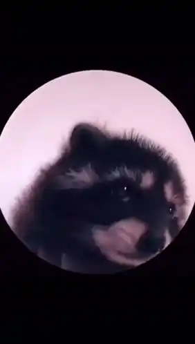 Benito the Funny Raccoon