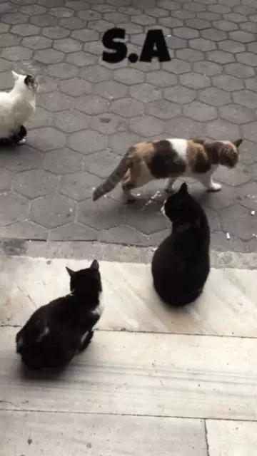 S.A Cats on Pavement