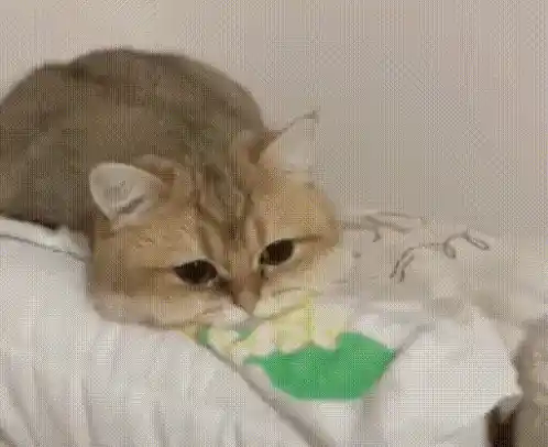 Sad Cat Chewing Blanket