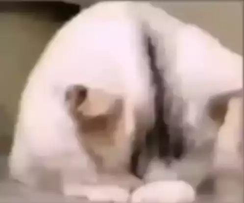 Sad Cat
