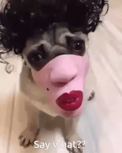 Confused Pug in 'Say What' Mask