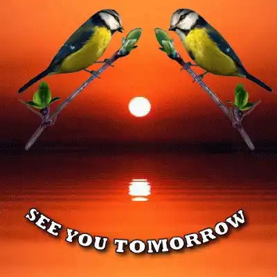See You Tomorrow Love Birds Sunset