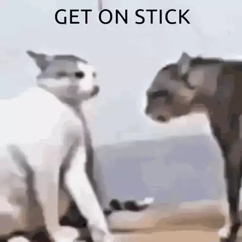Cats Fighting: GET ON STICK
