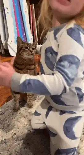 She'S Happy For Me Cat: Unimpressed Feline