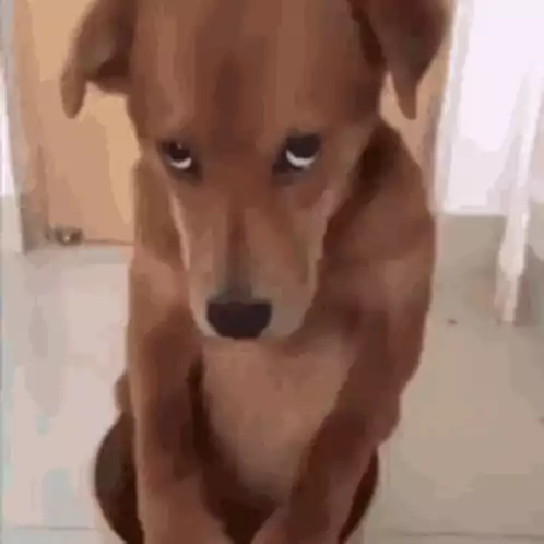 Shy Dog Stan Twitter: Funny Reaction Dog