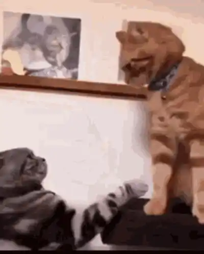 Cats Play Fighting: Sibling Rivalry