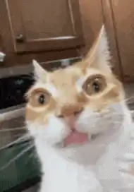 Silly Cat with Funny Face