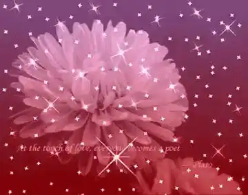 Sparkling Flower with Plato Love Quote