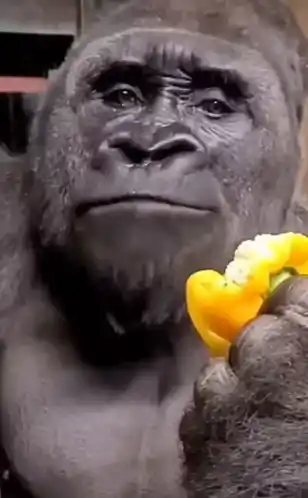 Gorilla's Surprised Reaction Eating Pepper