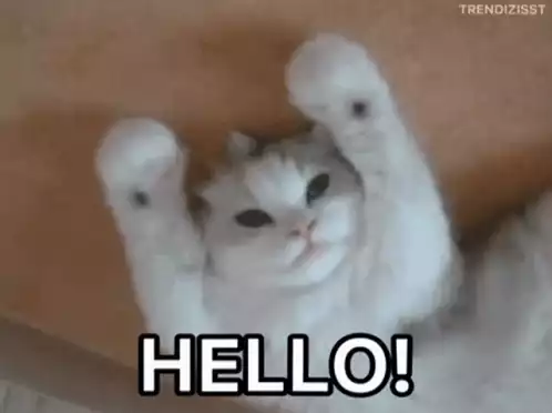 Szeretlek! Hello macska!