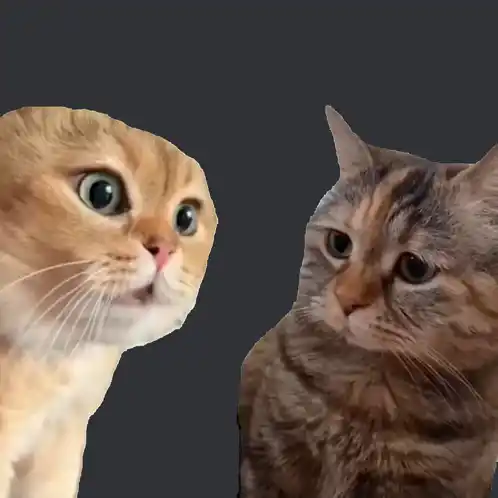 Funny Talking Cats Meme