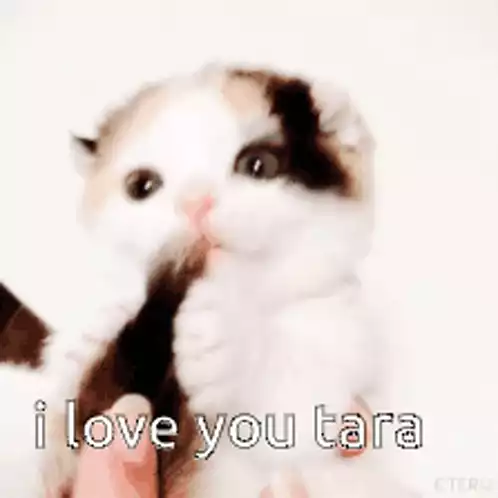 I Love You Tara - Cute Calico Kitten
