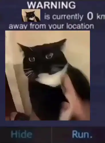 This Cat Is 0km Funny
