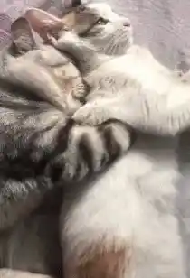 Cats Cuddling Adorably