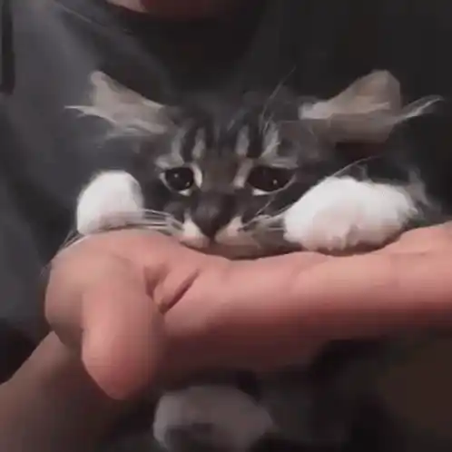 Very Sad Cat Cat Crying