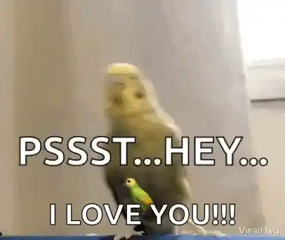 Parakeet Says 'Psst Hey I Love You' Viralhog