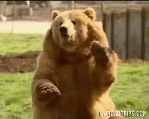 Friendly Bear Waves Hello